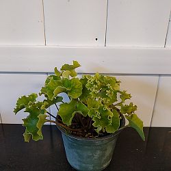 Crested Leopard Plant Crested Leopard Plant