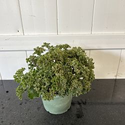 Parsley Leopard Plant Parsley Leopard Plant