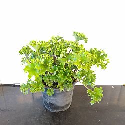 Parsley Leopard Plant Parsley Leopard Plant