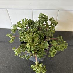 Parsley Leopard Plant Parsley Leopard Plant