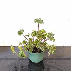 Parsley Leopard Plant Parsley Leopard Plant