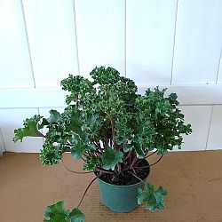 Parsley Leopard Plant Parsley Leopard Plant