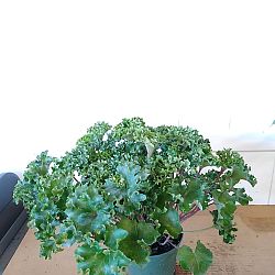 Parsley Leopard Plant Parsley Leopard Plant