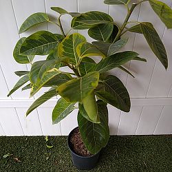 Ficus altissima Ficus altissima
