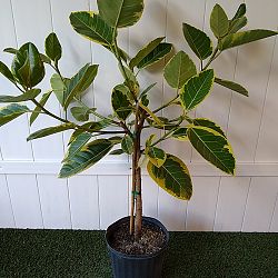 Ficus altissima Ficus altissima