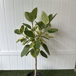 Ficus altissima Ficus altissima