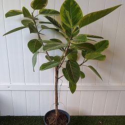 Ficus altissima Ficus altissima