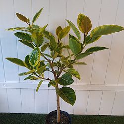 Ficus altissima Ficus altissima
