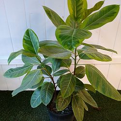 Ficus altissima Ficus altissima