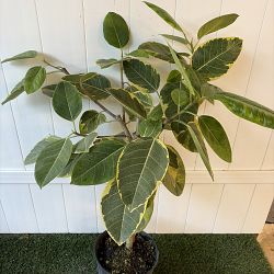 Ficus altissima Ficus altissima