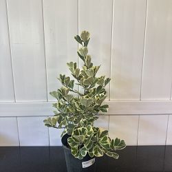Variegated Ficus triangularis Variegated Ficus triangularis