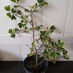 Variegated Ficus triangularis Variegated Ficus triangularis