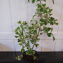 Variegated Ficus triangularis Variegated Ficus triangularis