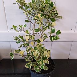 Variegated Ficus triangularis Variegated Ficus triangularis