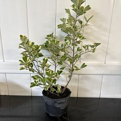 Variegated Ficus triangularis Variegated Ficus triangularis