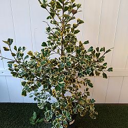 Variegated Ficus triangularis Variegated Ficus triangularis