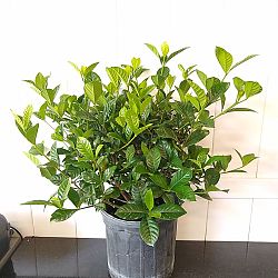 Miami Supreme Gardenia Miami Supreme Gardenia