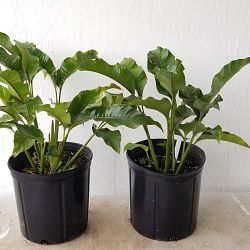 Dwarf Jamaican Heliconia Dwarf Jamaican Heliconia