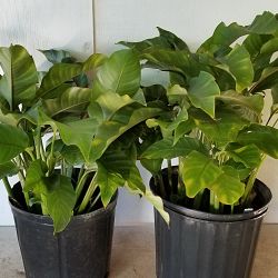 Dwarf Jamaican Heliconia Dwarf Jamaican Heliconia