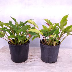 Dwarf Jamaican Heliconia Dwarf Jamaican Heliconia