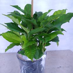 Dwarf Jamaican Heliconia Dwarf Jamaican Heliconia