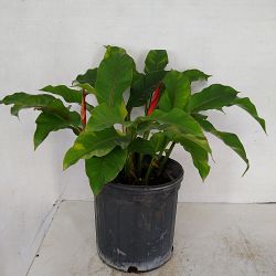 Dwarf Jamaican Heliconia Dwarf Jamaican Heliconia