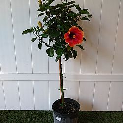 Tropical Hibiscus 'Fiesta' Tropical Hibiscus 'Fiesta'