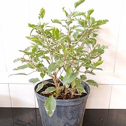 Tropical Hibiscus 'Snow Queen' Tropical Hibiscus 'Snow Queen'