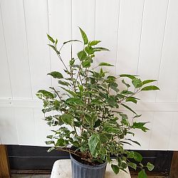 Tropical Hibiscus 'Snow Queen' Tropical Hibiscus 'Snow Queen'