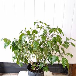 Tropical Hibiscus 'Snow Queen' Tropical Hibiscus 'Snow Queen'