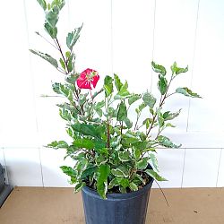 Tropical Hibiscus 'Snow Queen' Tropical Hibiscus 'Snow Queen'