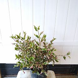 Tropical Hibiscus 'Snow Queen' Tropical Hibiscus 'Snow Queen'