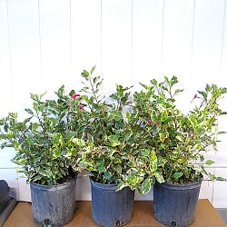 Tropical Hibiscus 'Snow Queen' Tropical Hibiscus 'Snow Queen'