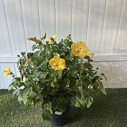 Tropical Hibiscus 'Yellow' Tropical Hibiscus 'Yellow'