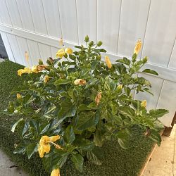 Tropical Hibiscus 'Yellow' Tropical Hibiscus 'Yellow'