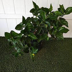 Tropical Hibiscus 'Yellow' Tropical Hibiscus 'Yellow'