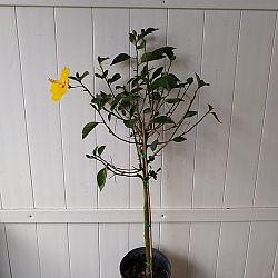 Tropical Hibiscus 'Yellow' Tropical Hibiscus 'Yellow'