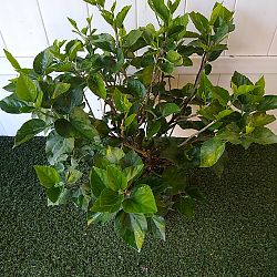 Tropical Hibiscus 'Yellow' Tropical Hibiscus 'Yellow'