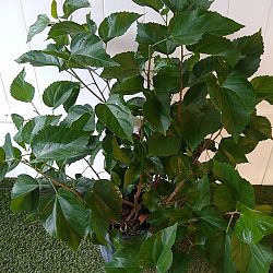 Tropical Hibiscus 'Yellow' Tropical Hibiscus 'Yellow'