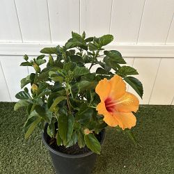 Tropical Hibiscus 'Yellow' Tropical Hibiscus 'Yellow'