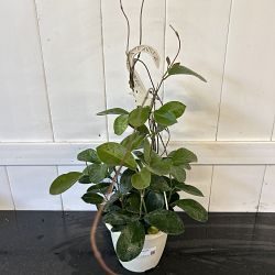 Hoya australis Hoya australis