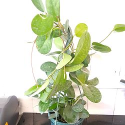 Hoya australis Hoya australis