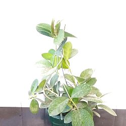 Hoya australis Hoya australis