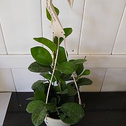 Hoya australis Hoya australis