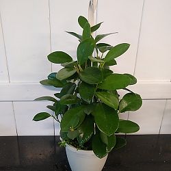 Hoya australis Hoya australis