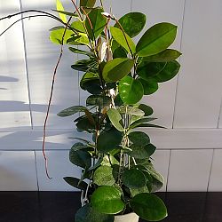 Hoya australis Hoya australis