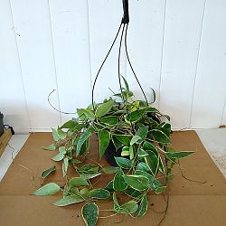 Hoya macrophylla 'Variegata' Hoya macrophylla 'Variegata'