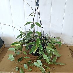 Hoya macrophylla 'Variegata' Hoya macrophylla 'Variegata'