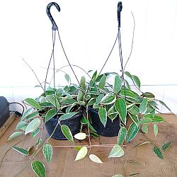 Hoya macrophylla 'Variegata' Hoya macrophylla 'Variegata'