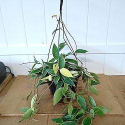 Hoya macrophylla 'Variegata' Hoya macrophylla 'Variegata'